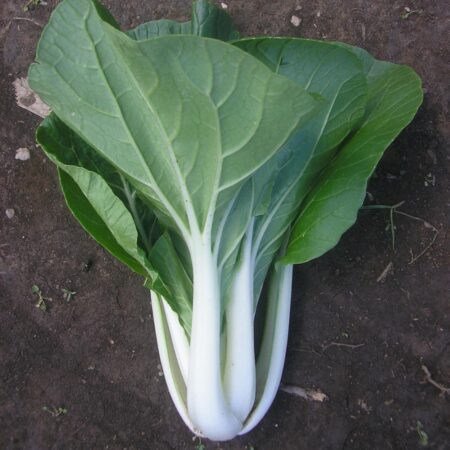 Pak Choi - Joi Choi F1