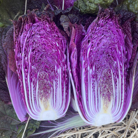 Chinese Cabbage - Hallasan F1
