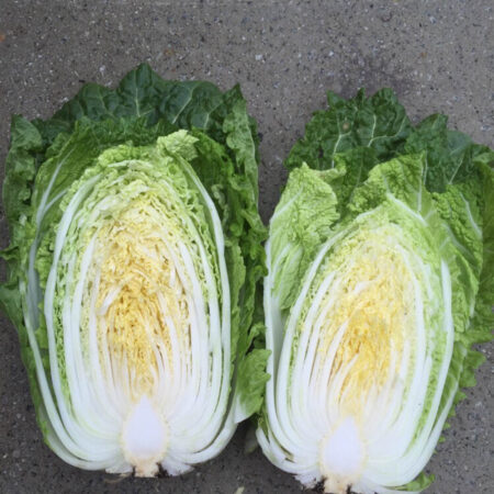 Chinese Cabbage - Yuki F1