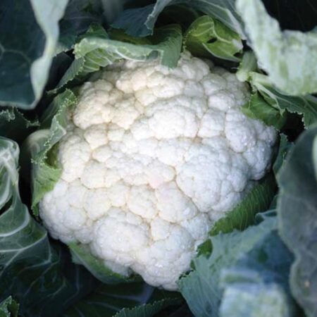 Cauliflower - Clarina F1