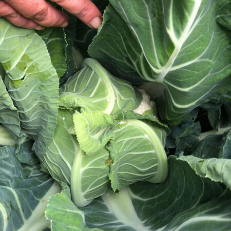 Cauliflower - Gohan F1