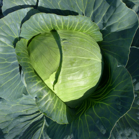 Cabbage - Maxfield F1