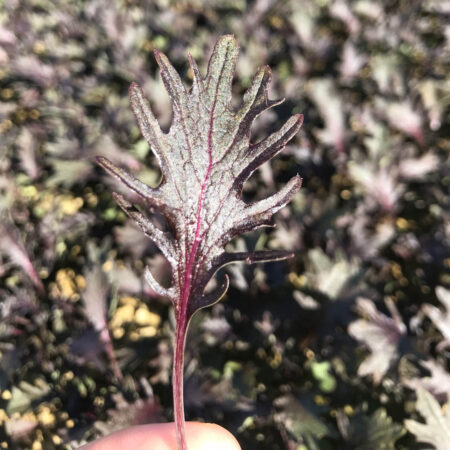 Kale - Purple Russian