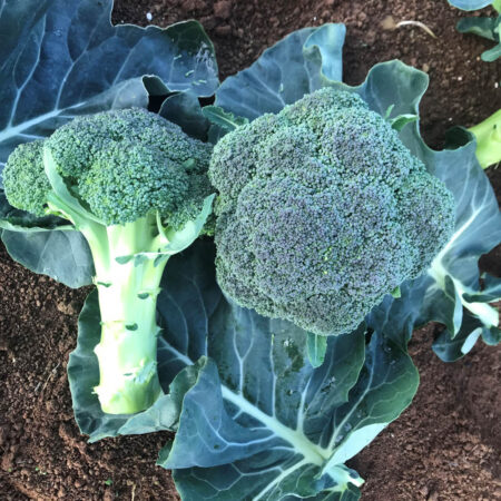 Broccoli - Bandit F1