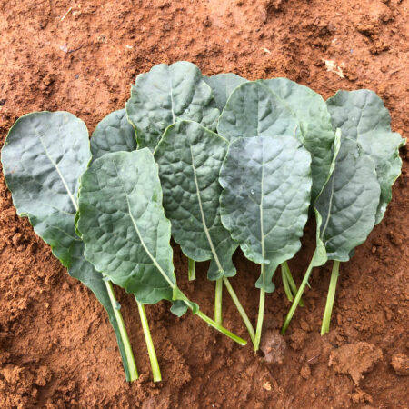 Kale - Baby Tuscan