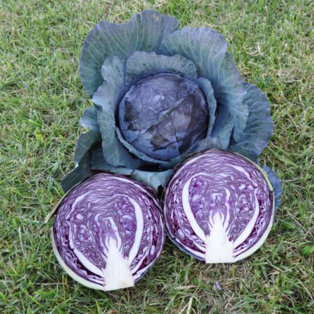 Cabbage - Remala F1