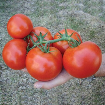 Tomato - Izmir F1