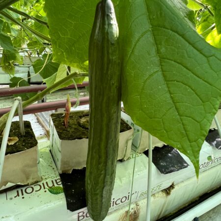 Cucumber - Makedon F1