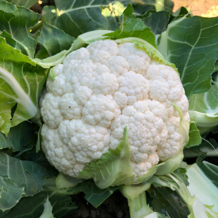 Cauliflower - Lestren