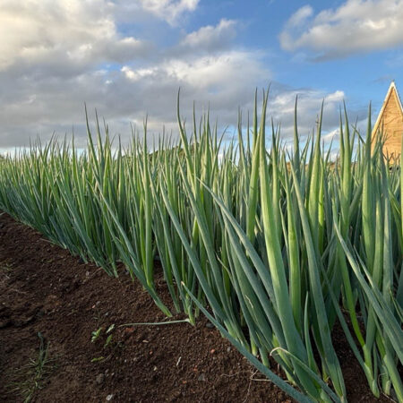 Spring Onion - Evermore F1