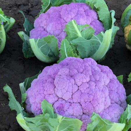 Cauliflower - DePurple F1