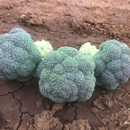 Broccoli - Beany F1