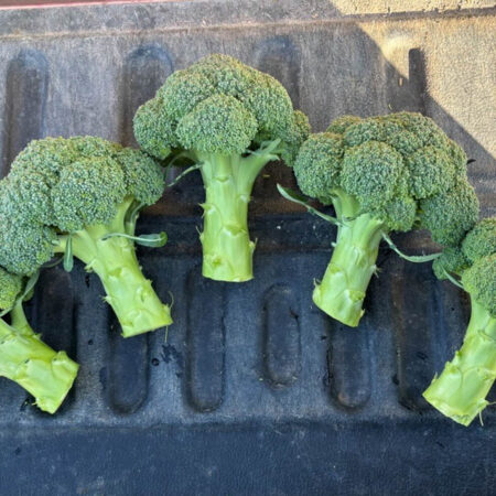 Broccoli - Beany F1