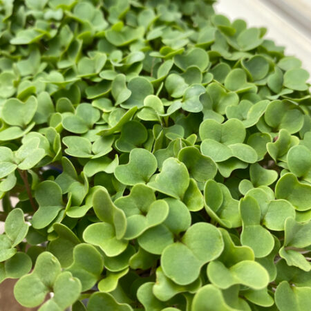 Sprouting Broccoli