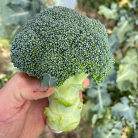 Broccoli - Balard F1