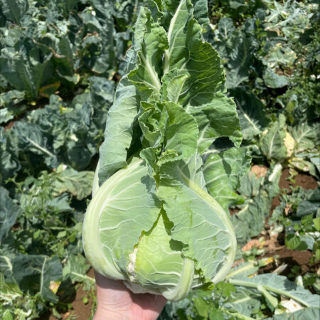 Cauliflower - Koten F1