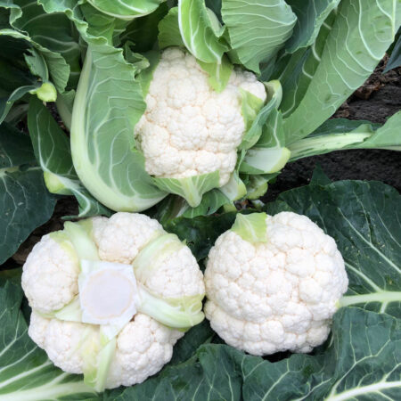 Cauliflower - Leocen F1