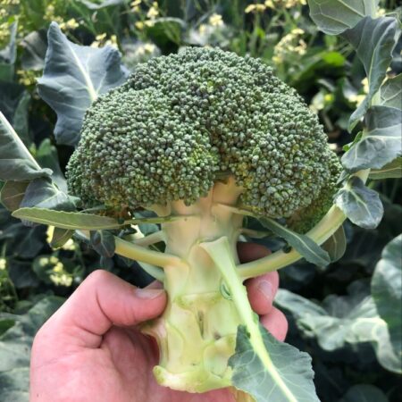 Broccoli - Gongga F1