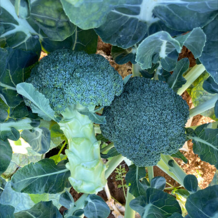 Broccoli - Mclaren F1