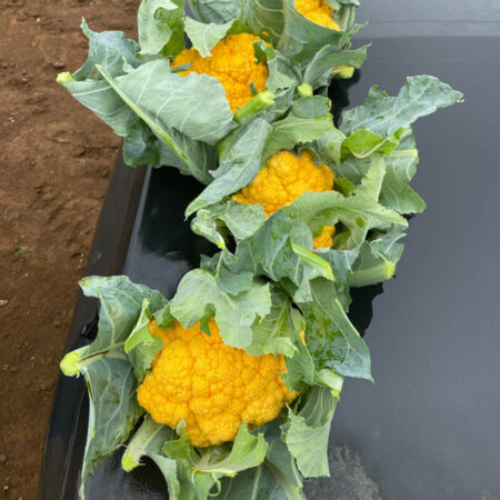 Cauliflower - Clementine F1
