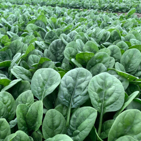 Spinach - El Madison F1