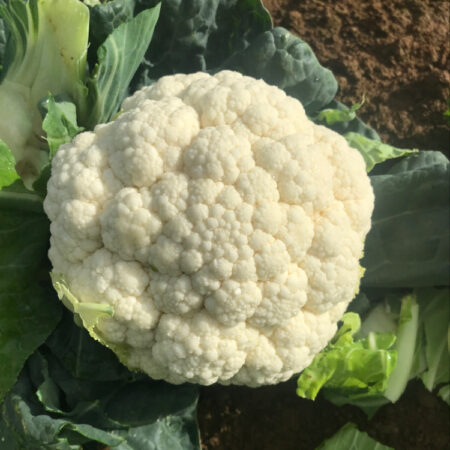 Cauliflower - Wonder F1