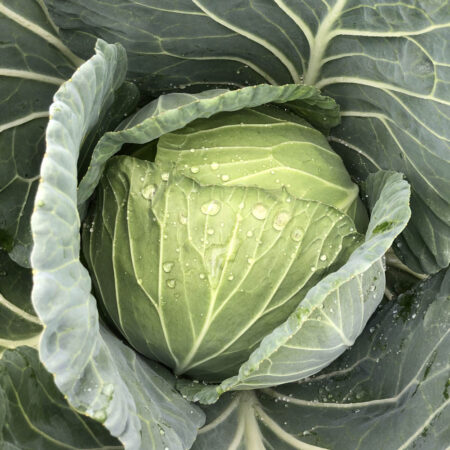 Cabbage - Intello F1