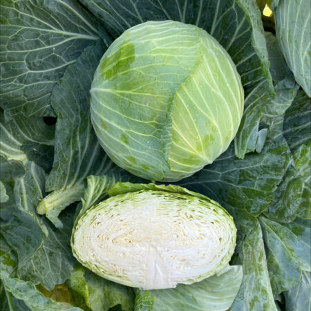 Cabbage - Kilaprince F1