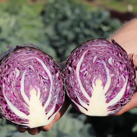 Cabbage - Riva F1