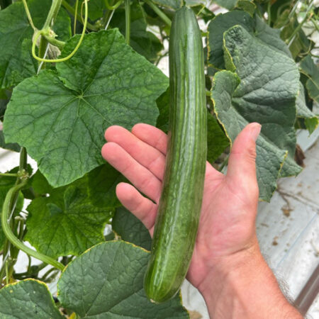 Cucumber - Elsie F1