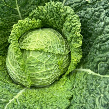 Cabbage - Atractum F1