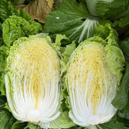 Chinese Cabbage - Annie F1