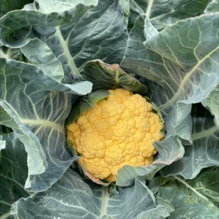 Cauliflower - Flamestar F1