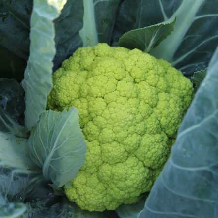 Cauliflower - Green Storm F1
