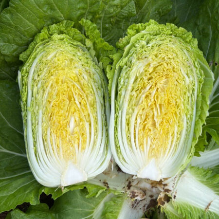 Chinese Cabbage - Annie F1