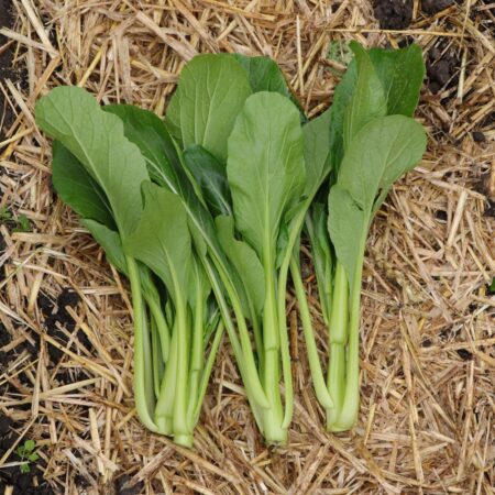 Choi Sum – Judo