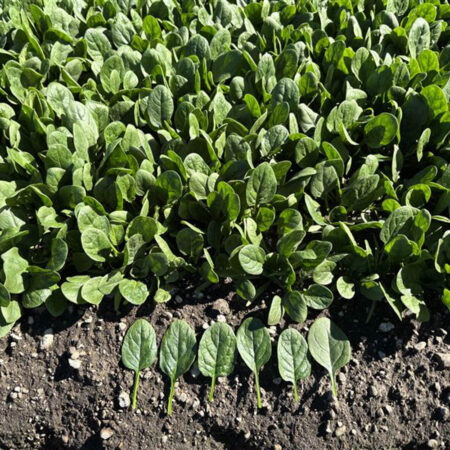 Spinach - El Macarena F1