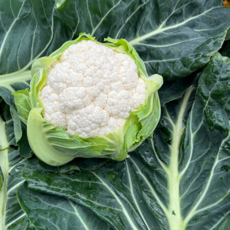 Cauliflower - Karen F1