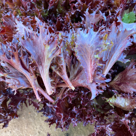 Baby Leaf Lettuce - Red Crispita 2
