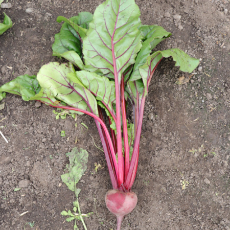 Beetroot - Pippin F1