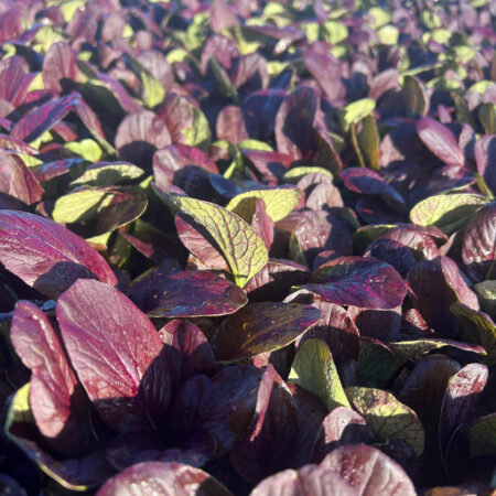 Tatsoi - Highway Star