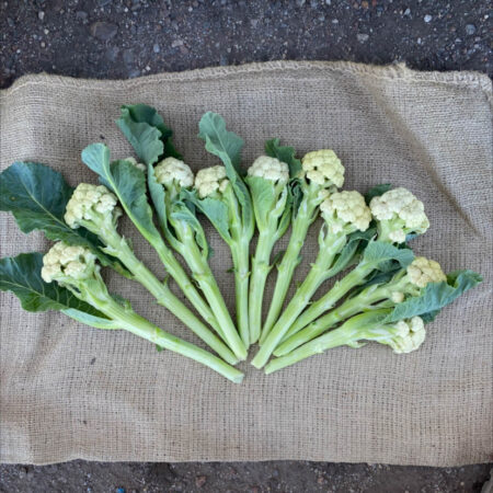 Cauliflower - Icestem F1