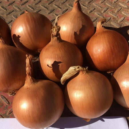 Onion - Bronco