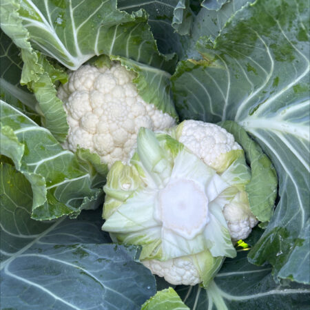 Cauliflower - Clasic F1