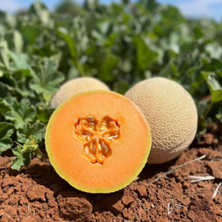 Melon - Colorific F1