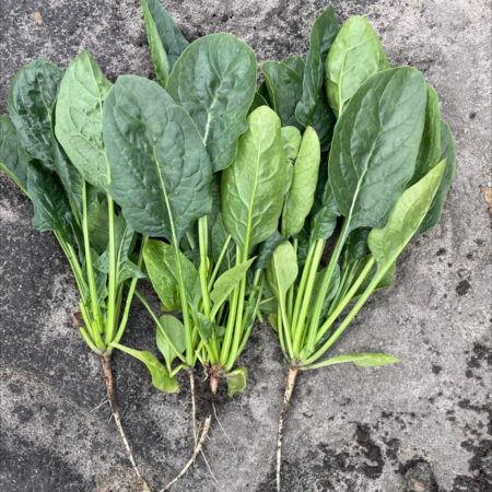 Spinach - El Turbo F1
