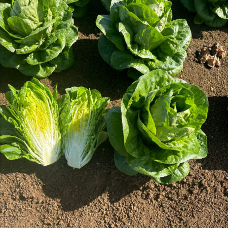 Cos Lettuce - Estelena