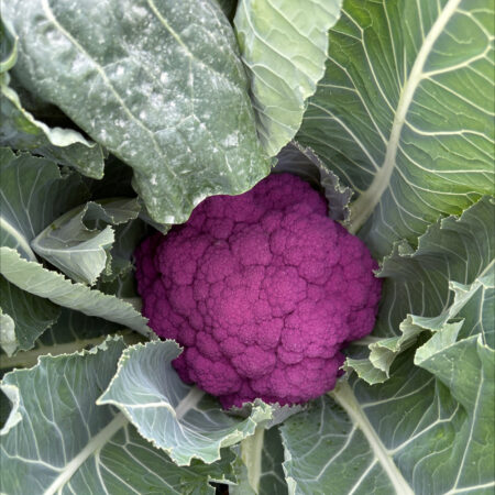 Cauliflower - HipsterF1