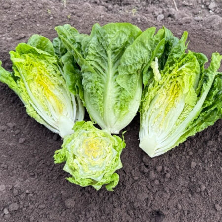 Cos Lettuce - Amorugo