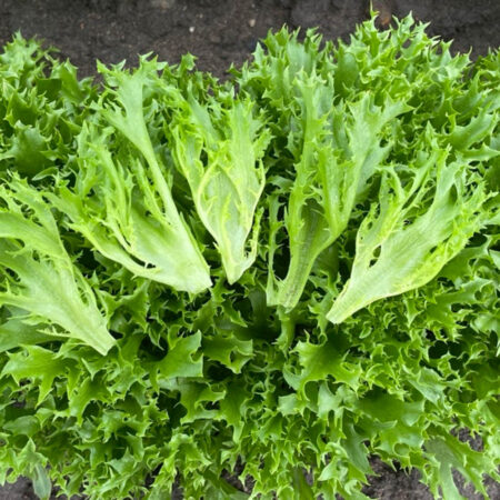 Baby Leaf Lettuce - Twist